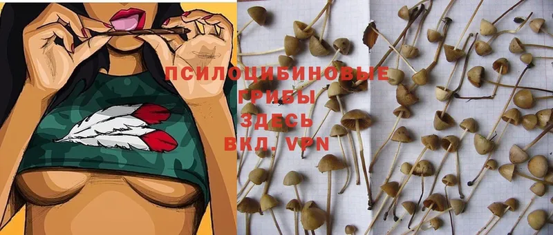 Галлюциногенные грибы Magic Shrooms  Йошкар-Ола 